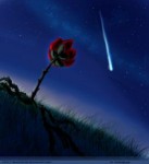 rose_waiting_for_falling_star_by_black_elixe.jpg